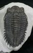 Large Coltraneia Trilobite - Huge Eyes #4115-3